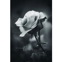 Beileid Kondolenz Trauerkarte Rose, mit Silberfolie In...