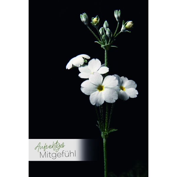 Trauer Beileid Kondolenzkarten Aufrichtiges Mitgefühl Blume