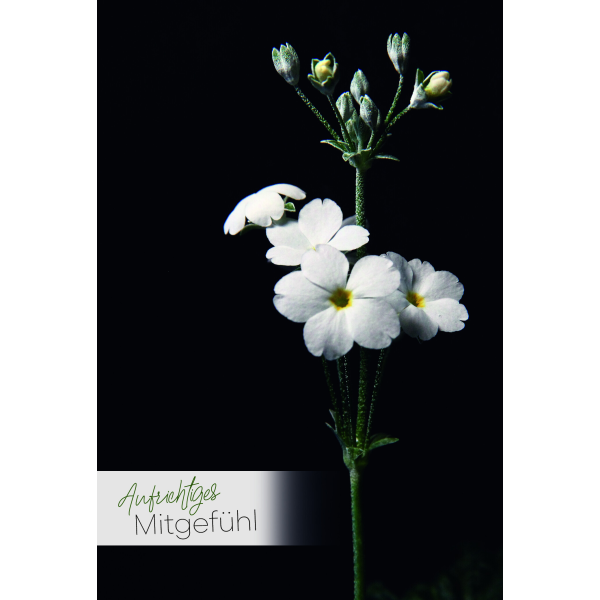 Trauer Beileid Kondolenzkarten Aufrichtiges Mitgefühl Blume