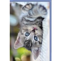 Blanko Karte mit Umschlag Babykatze