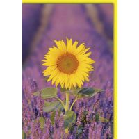 Blanko Karte mit Umschlag Sonnenblume