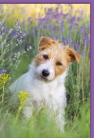 Blanko - Karte mit Umschlag - Hund, Lavendel