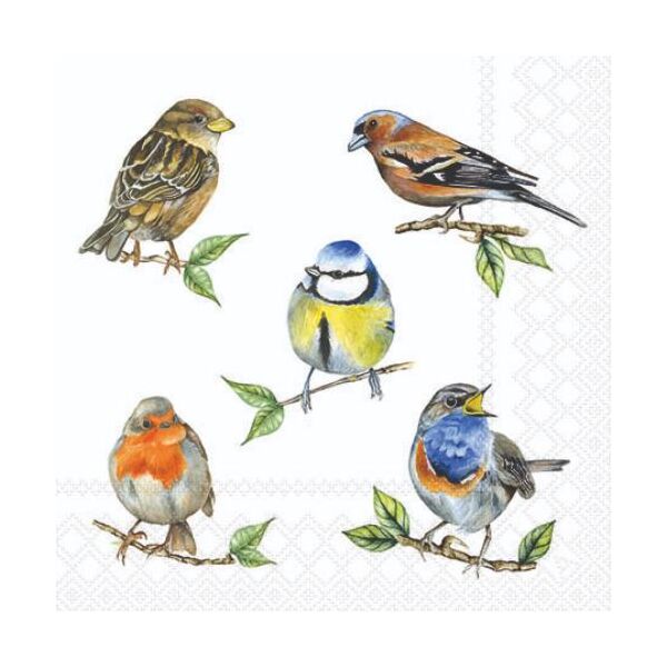 Cocktail Servietten 25 x 25 cm 3-lagig 20 Servietten Bird species white Meisen