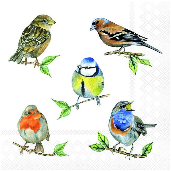 Servietten 33x33 cm Bird species white Vogelarten
