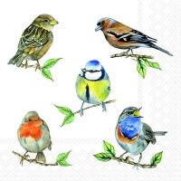 Servietten 33x33 cm Bird species white Vogelarten