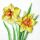 Servietten 33x33 cm Flowering daffodils Osterglöckchen