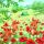 Servietten 33x33 cm Summer camp Hasen im Mohnblumenfeld