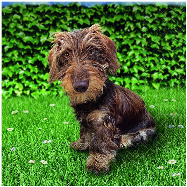 Servietten 33x33 cm Toon kleiner Hund