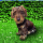 Servietten 33x33 cm Toon kleiner Hund