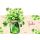 Allgemeine Wünsche Green Line Laser Art Karte mit Umschlag Alles Gute Blumen und Blätter im Einmachglas