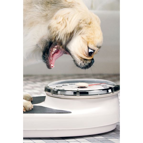 Ohne Text Grußkarte mit Umschlag - Serie Avanti - Hund auf Waage
