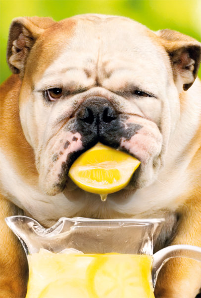 Allgemeine Wünsche Grußkarte mit Umschlag - Serie Avanti - Hund mit Zitrone