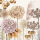 Herbst Servietten Cocktail 25x25 cm 3-lagig 20 Servietten Dried flowers Blumen getrocknet