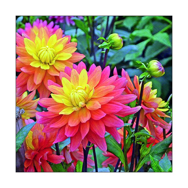 Servietten 33x33 cm 3-lagig 20 Servietten Dahlia