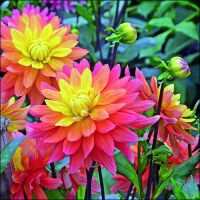 Servietten 33x33 cm 3-lagig 20 Servietten Dahlia