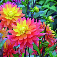 A-2026 Servietten 33x33 cm 3-lagig 20 Servietten Dahlia