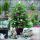 Weihnachten Servietten 33x33 cm 3-lagig 20 Servietten Decorated fir