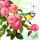 Servietten Lunch 33x33cm 3-Lagig 20 Servietten Vogel Rosenstrauch Napkin 33 Rose scent