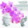 Servietten Lunch 33x33cm 3-Lagig 20 Servietten Buddha Orchideen Napkin 33 Orchids of Buddha