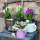 Servietten Lunch 33x33cm 3-Lagig 20 Servietten Winterblumen Napkin 33 Winter flowers