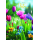 Ostern Grußkarte Doppelkarte mit Briefumschlag Blumen