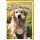 Geburtstag Golden Retriever Hund alles Gute Glückwunschkarte mit Umschlag
