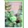 Weihnachten Weihnachtsgesteck eukalyptus frohes Fest Weihnachtskarte mit Umschlag