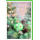 Weihnachten Weihnachtsgesteck eukalyptus frohes Fest Weihnachtskarte mit Umschlag