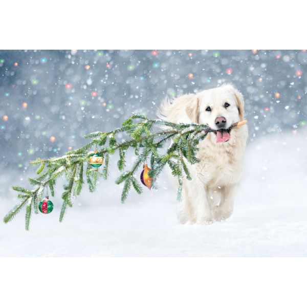 Weihnachten unverpackte Weihnachtskarten mit Briefumschlag Hund mit Tannenzweig Christbaumkugeln im Schnee