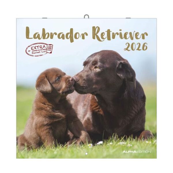 Kalender 2026 Labrador Retriever 30 x 30 cm