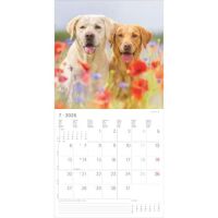 Kalender 2026 Labrador Retriever 30 x 30 cm