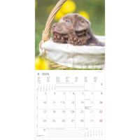 Kalender 2026 Labrador Retriever 30 x 30 cm
