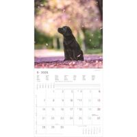 Kalender 2026 Labrador Retriever 30 x 30 cm