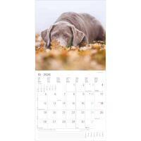 Kalender 2026 Labrador Retriever 30 x 30 cm