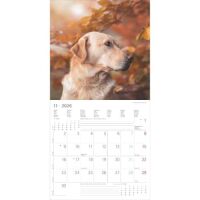 Kalender 2026 Labrador Retriever 30 x 30 cm