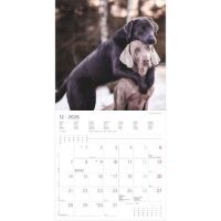 Kalender 2026 Labrador Retriever 30 x 30 cm