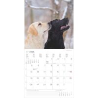 Kalender 2026 Labrador Retriever 30 x 30 cm