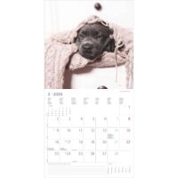 Kalender 2026 Labrador Retriever 30 x 30 cm