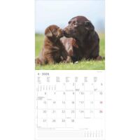 Kalender 2026 Labrador Retriever 30 x 30 cm
