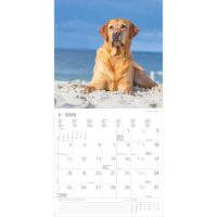 Kalender 2026 Labrador Retriever 30 x 30 cm