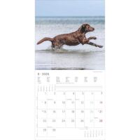 Kalender 2026 Labrador Retriever 30 x 30 cm