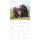 Kalender 2026 Labrador Retriever 30 x 30 cm