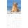 Kalender 2026 Labrador Retriever 30 x 30 cm
