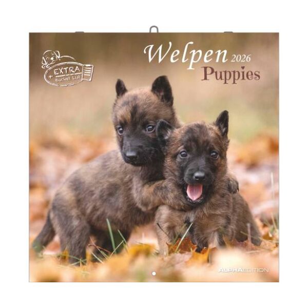 SALE Kalender 2026 Welpen 30 x 30 cm Puppies Hundewelpenkalender