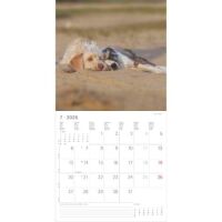 SALE Kalender 2026 Welpen 30 x 30 cm Puppies Hundewelpenkalender