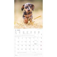 SALE Kalender 2026 Welpen 30 x 30 cm Puppies Hundewelpenkalender