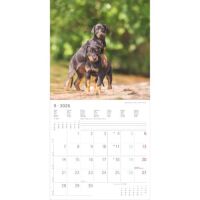 SALE Kalender 2026 Welpen 30 x 30 cm Puppies Hundewelpenkalender