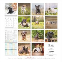 SALE Kalender 2026 Welpen 30 x 30 cm Puppies Hundewelpenkalender