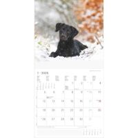 SALE Kalender 2026 Welpen 30 x 30 cm Puppies Hundewelpenkalender