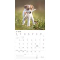 SALE Kalender 2026 Welpen 30 x 30 cm Puppies Hundewelpenkalender